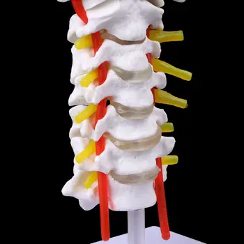 2023 Нова анатомическая модел на шийния прешлен, на артерията на гръбначния стълб, спинномозговые нервите в реален размер