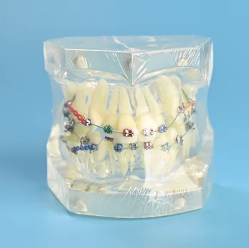 Грижи за устната кухина Модел на зъби Зъболекарски Ортодонтическая модел за комуникация с пациента Модел кабинет на зъболекар