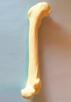 На Практика операцията на бедрената кост на кучето Модел на изкуствена кост Ортопедична медицинска изкуствена кост от костите на животното за кучета директна продажба на домашни любимци