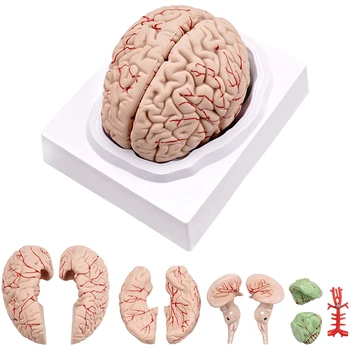 Модел на човешкия мозък, анатомическая модел на човешкия мозък са в пълен размер с поставката за дисплея, за проучване в класа на природните и преподаване