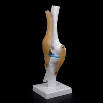 Анатомический коляното става човек Модел гъвкав скелет Медицински наръчник Анатомия на совалка