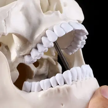 Анатомическая формата на главата на човека Скелет Череп Образователна модел Ученически пособия Совалка